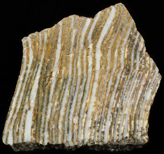 Strelley Pool Stromatolite - Billion Years Old #62740